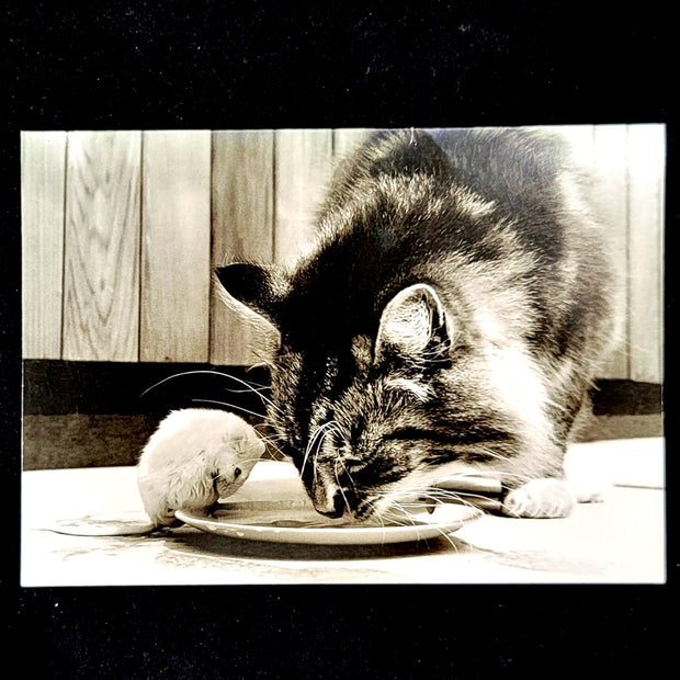 cat and mouse greeting card
