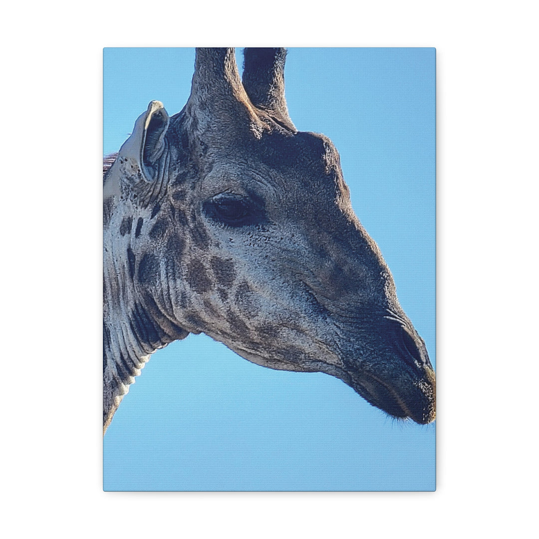 Ready for my (Giraffe) Close Up