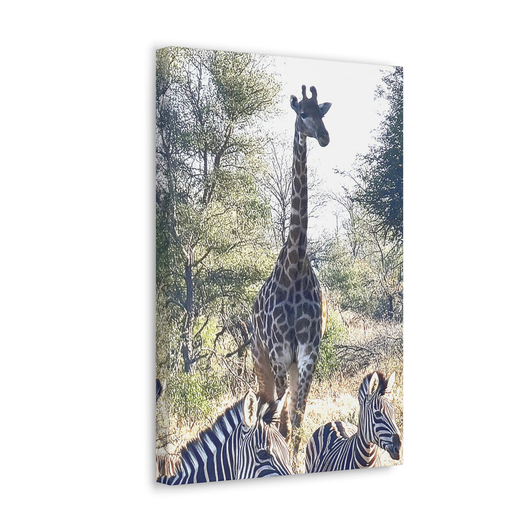 Giraffe and Zebras Wall Print