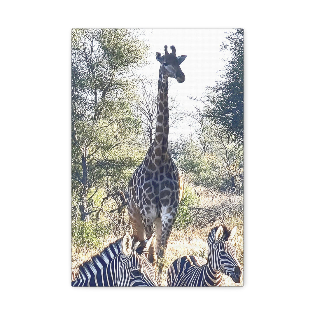 Giraffe and Zebras Wall Print