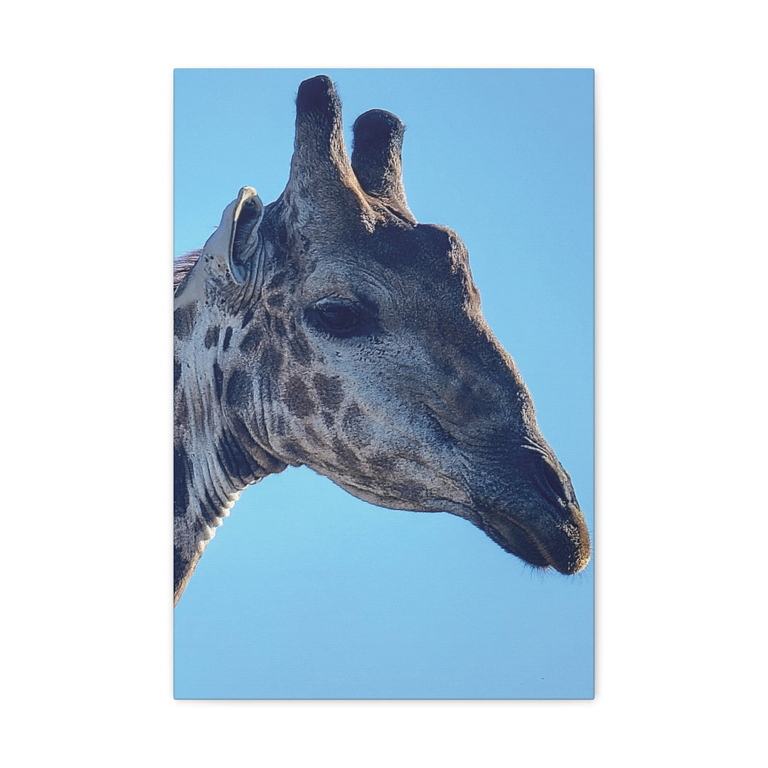 Ready for my (Giraffe) Close Up