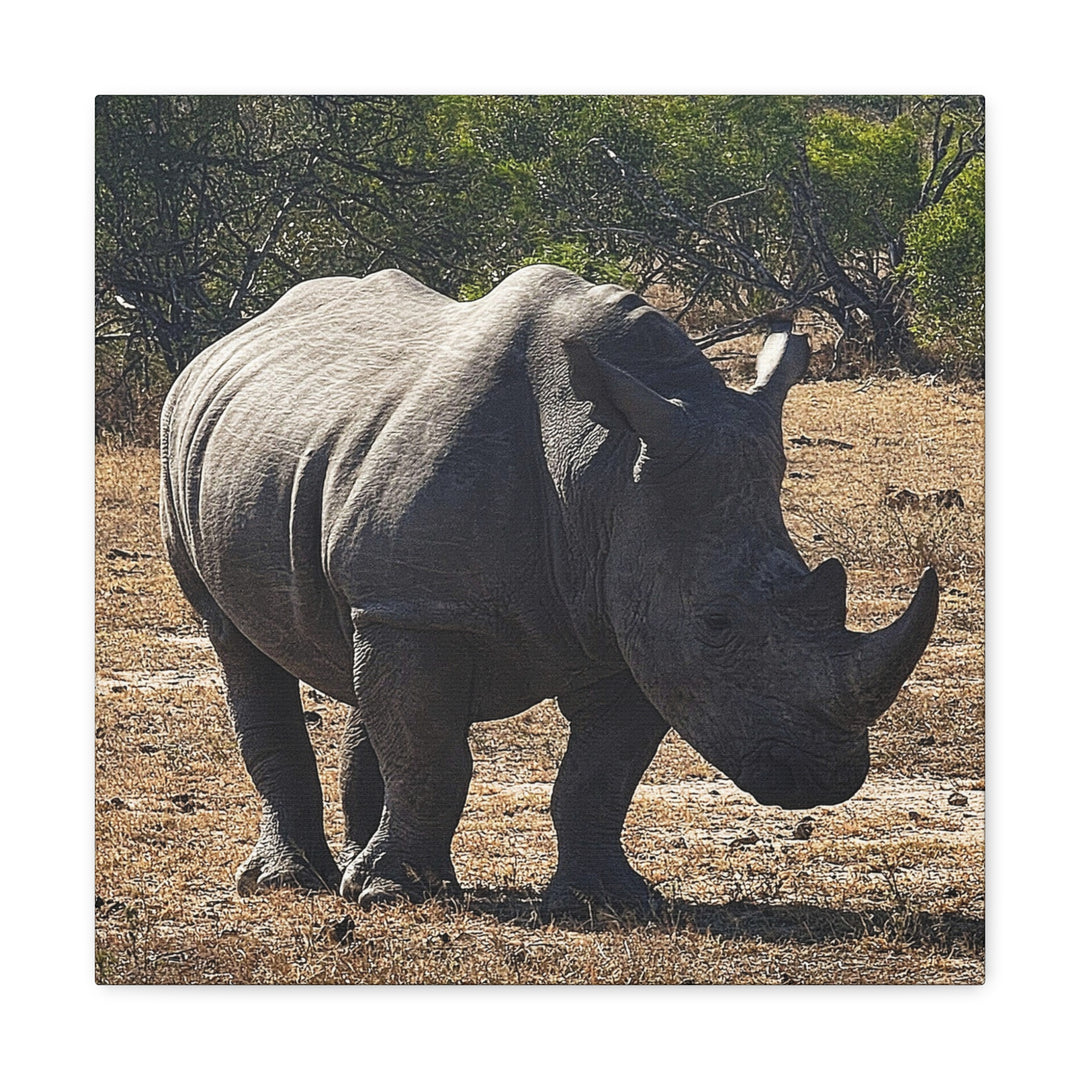 Rhino Hello