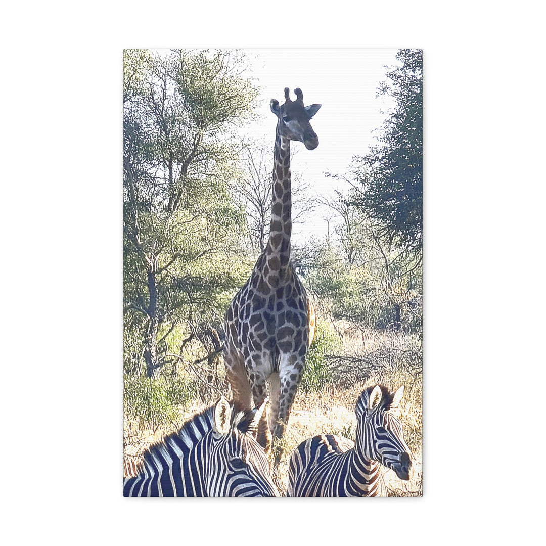 Giraffe and Zebras Wall Print