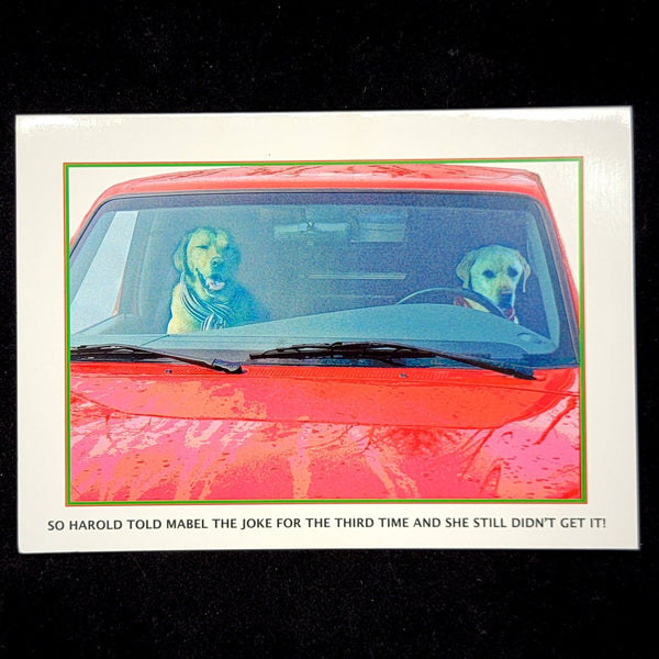 dogs driving greeting card