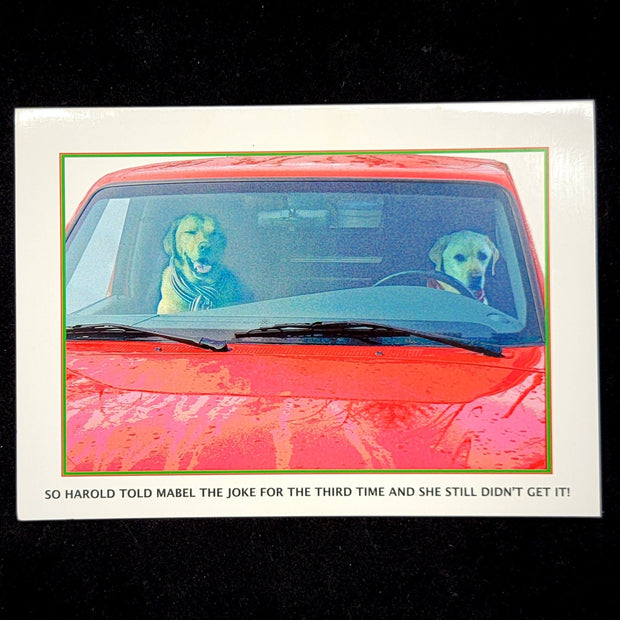 dogs driving greeting card